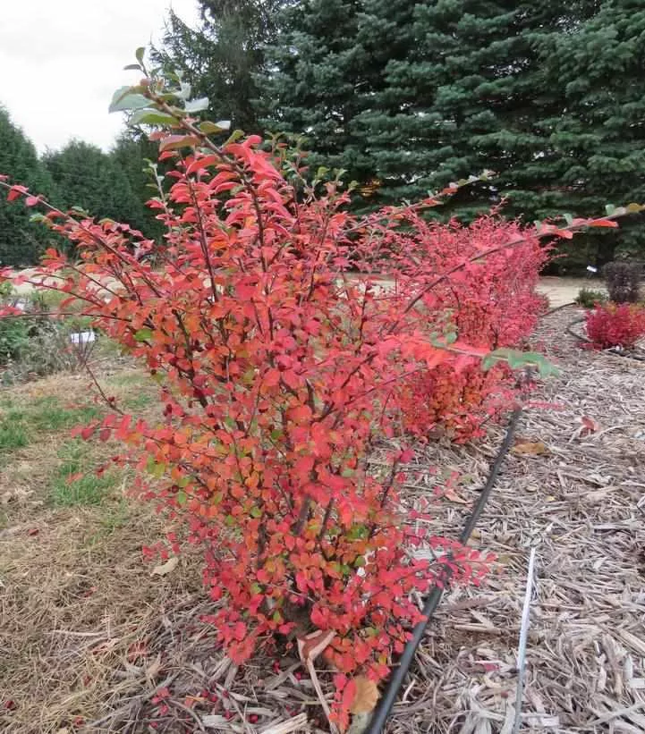 Autumn Inferno Cotoneaster