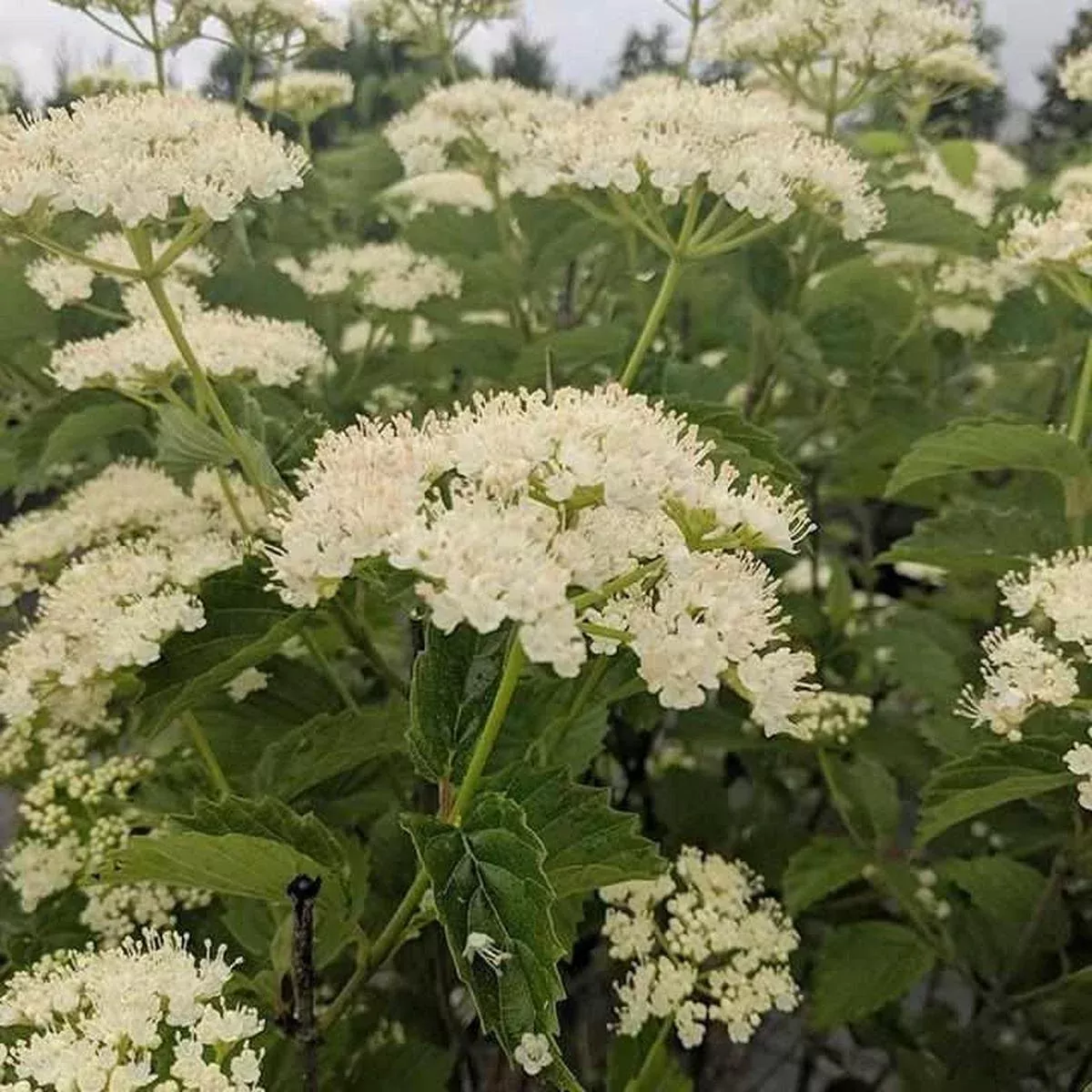 Autumn Jazz Viburnum