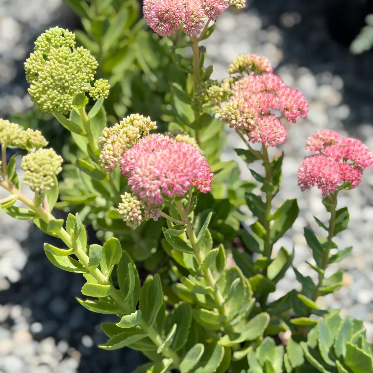 Autumn Joy Sedum