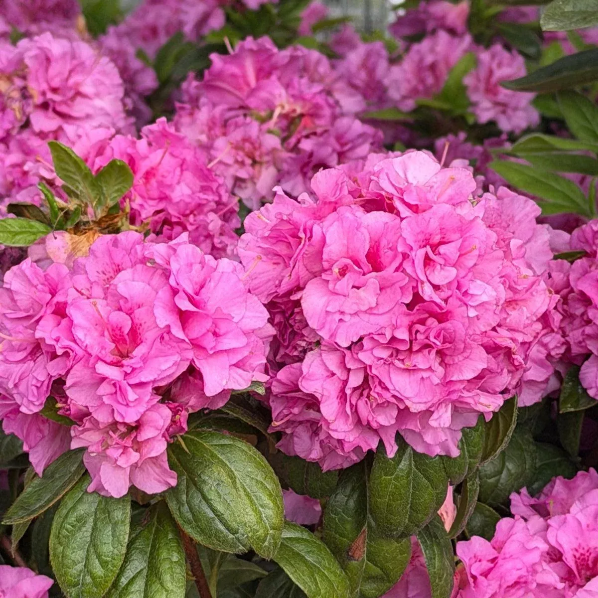 Autumn Majesty Reblooming Azalea