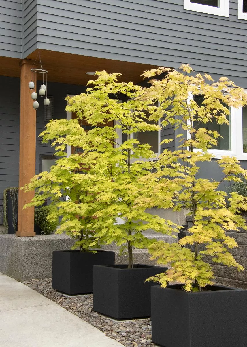 Autumn Moon Fullmoon Maple