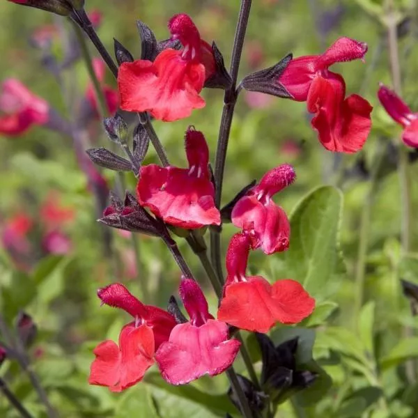 Autumn Red Sage