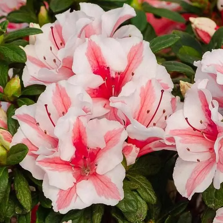 Autumn Starburst Azalea
