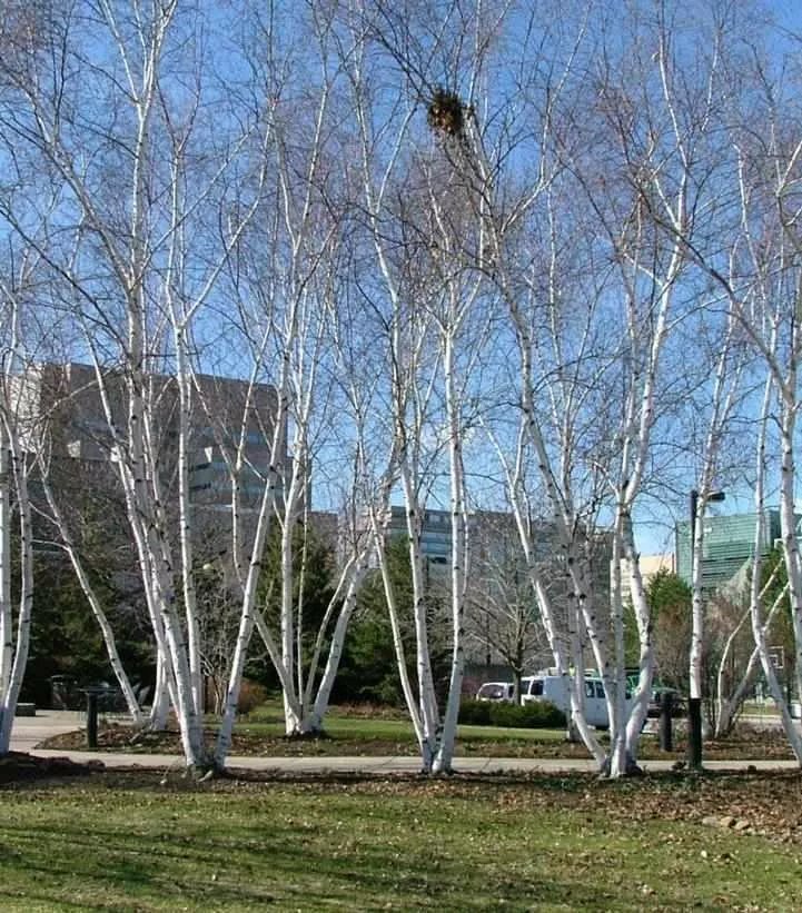 Avalanche™ Birch