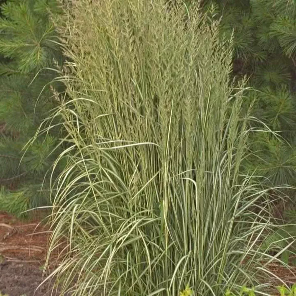 Avalanche Feather Reed Grass