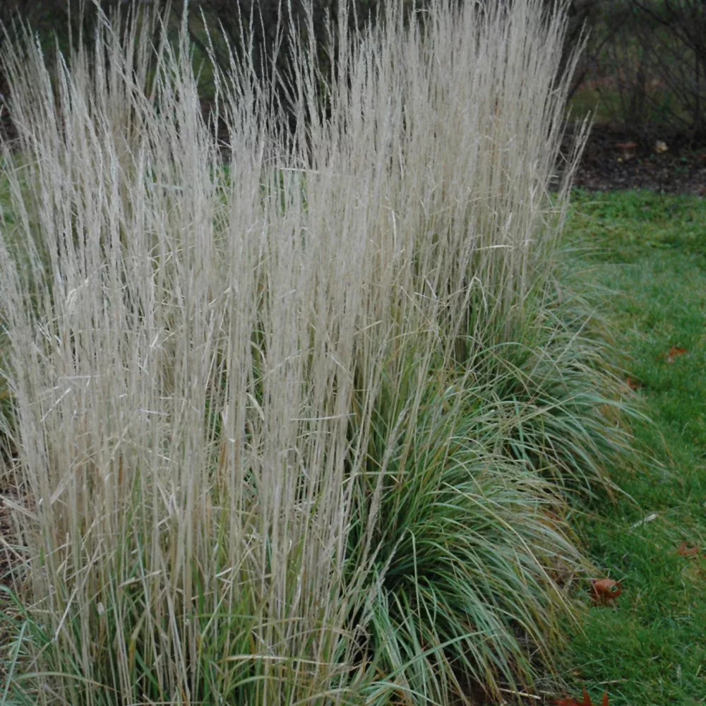 Avalanche Reed Grass