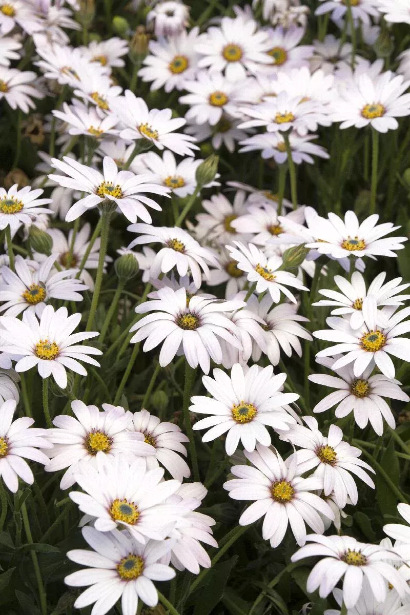 Avalanche White Sun Daisy