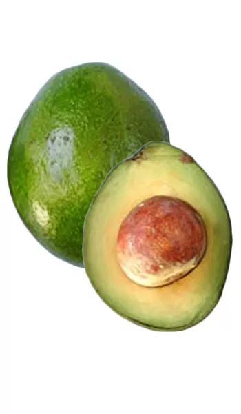 Avocado Tree Monroe Variety Grafted