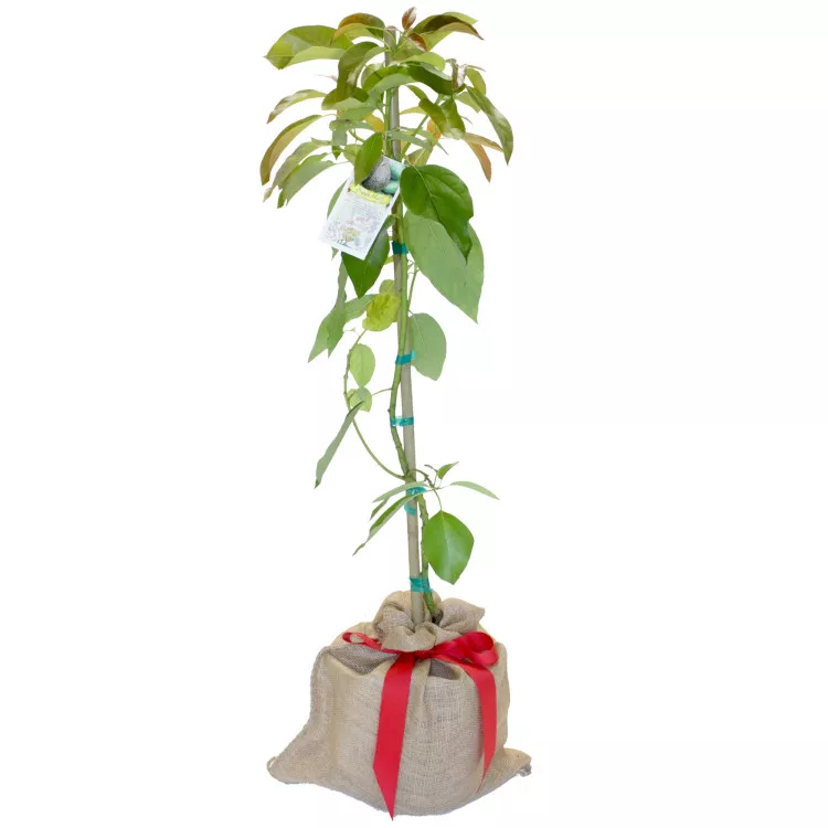 Avocado Tree Super Hass Variety Grafted