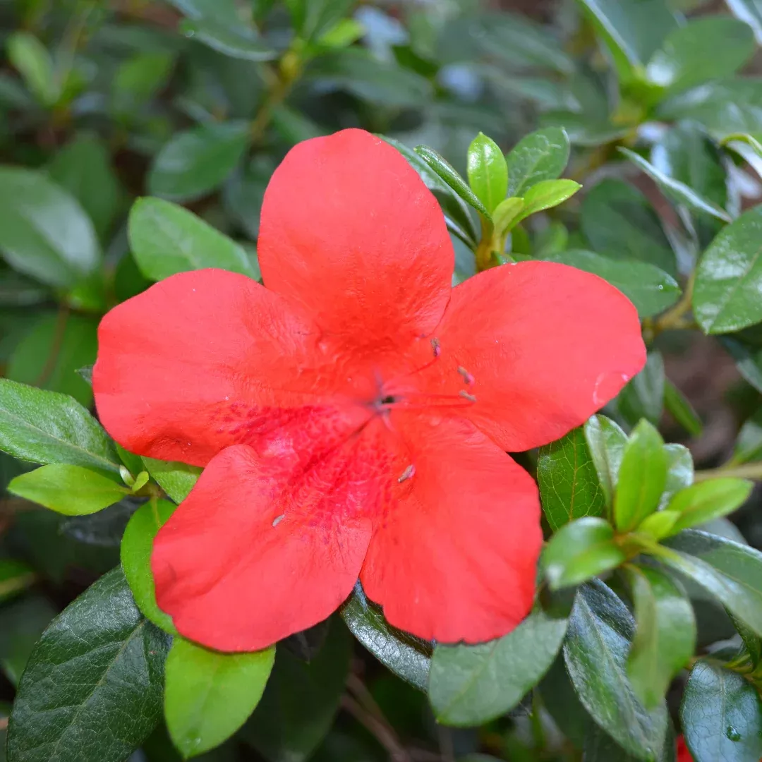 Azalea Bloom N Again Strawberry Kiss