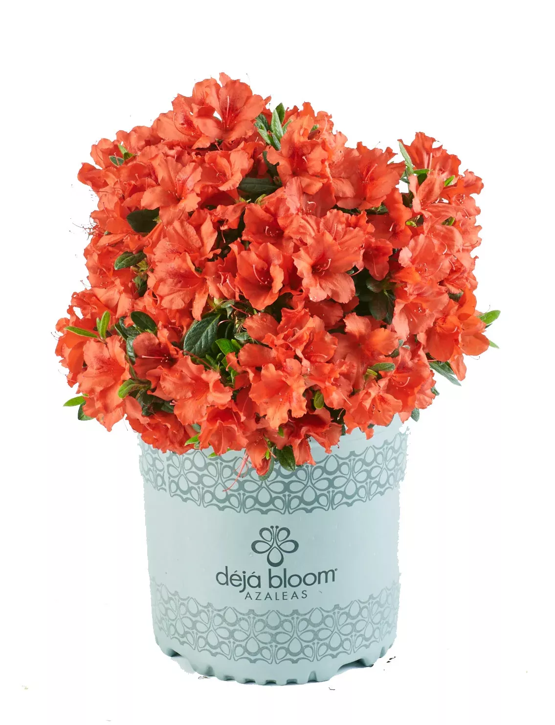 Azalea Deja Bloom Red Tiara™ - 6" pot