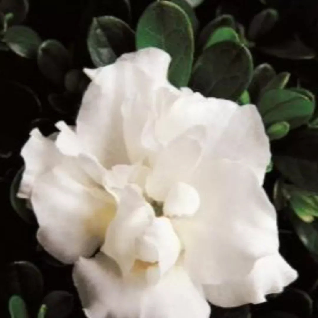 Azalea 'Hardy Gardenia’
