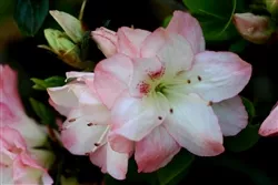 AZALEA RHODODENDRON AMY LARGE FLOWERS IN A CLUSTER OFWHITE WITH PINK EDGESZone 7