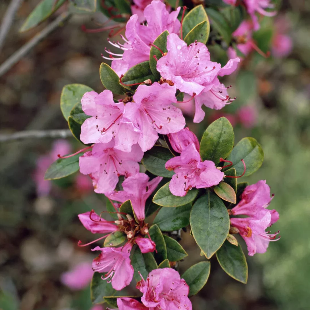 Azalea Tradition Pink