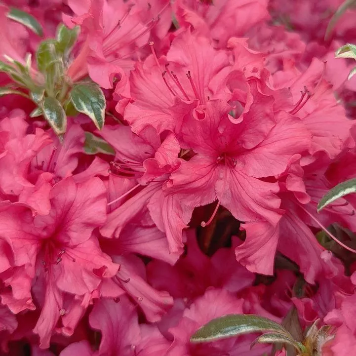 Azalea x 'Arctic Rose- Arctic Rose Azalea