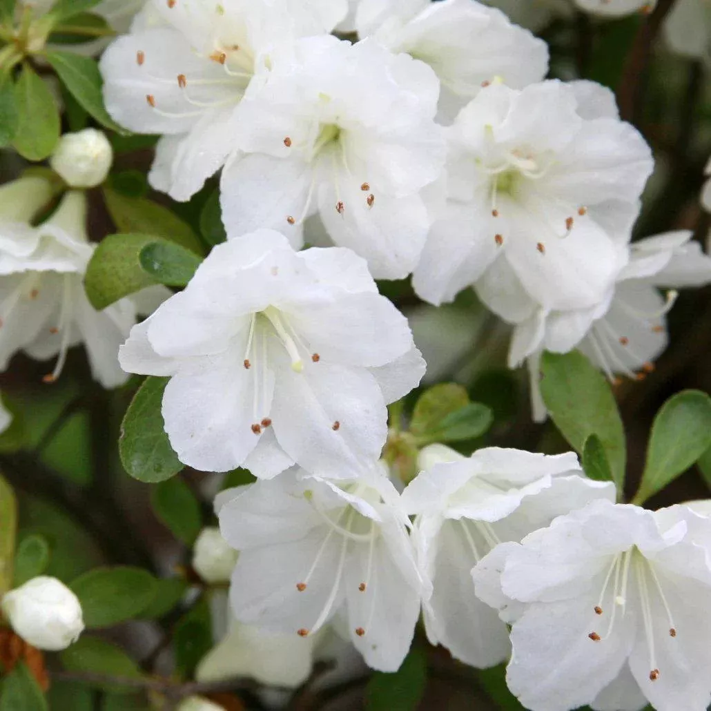 Azalea x 'Gumpo White'- Gumpo White Azalea