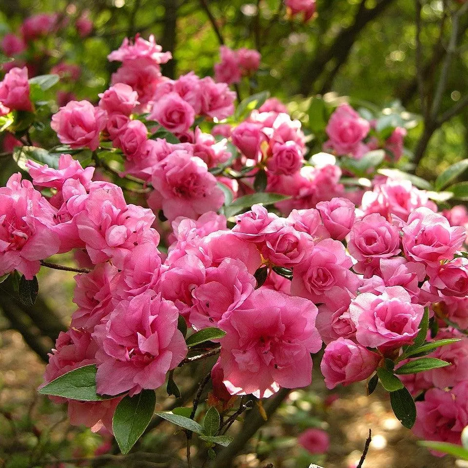 Azalea x 'Rosebud'- Rosebud Azalea