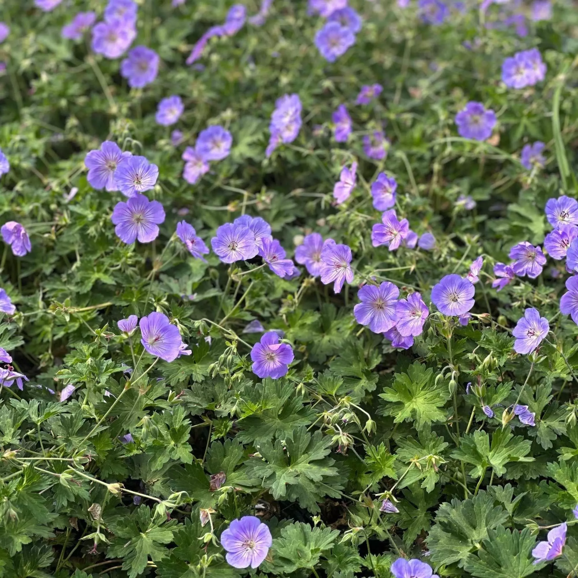 Azure Rush Cranesbill