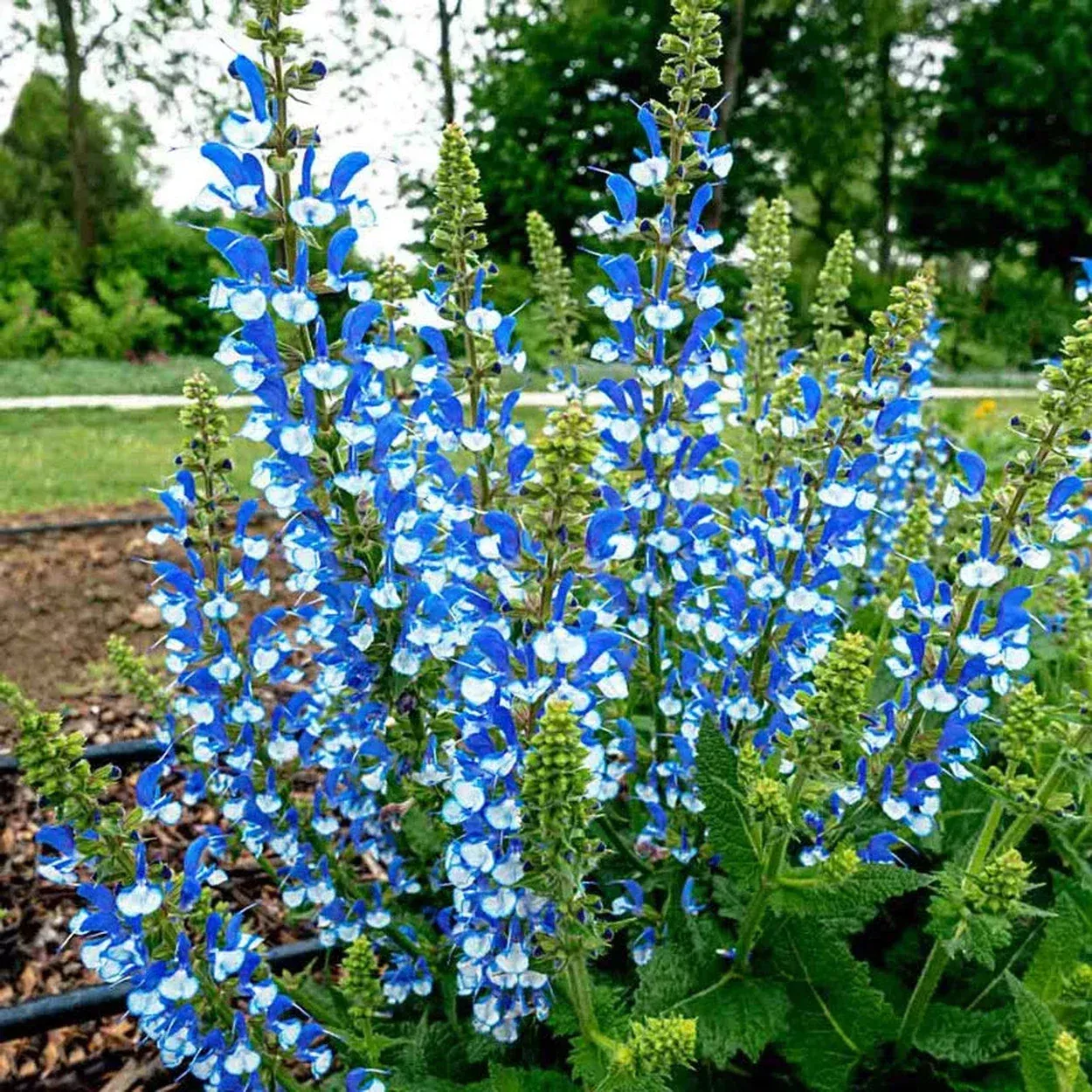 Azure Snow Salvia