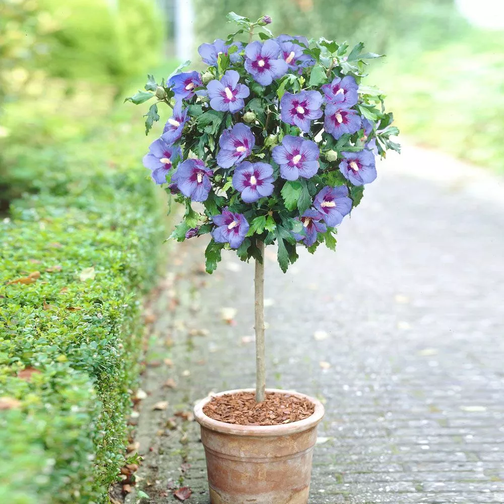 Azurri Blue Satin Rose of Sharon Althea Tree