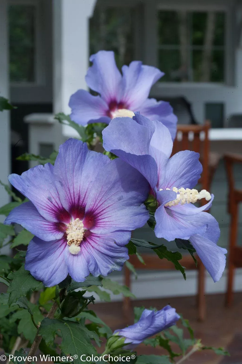 Azurri Blue Satin Rose of Sharon