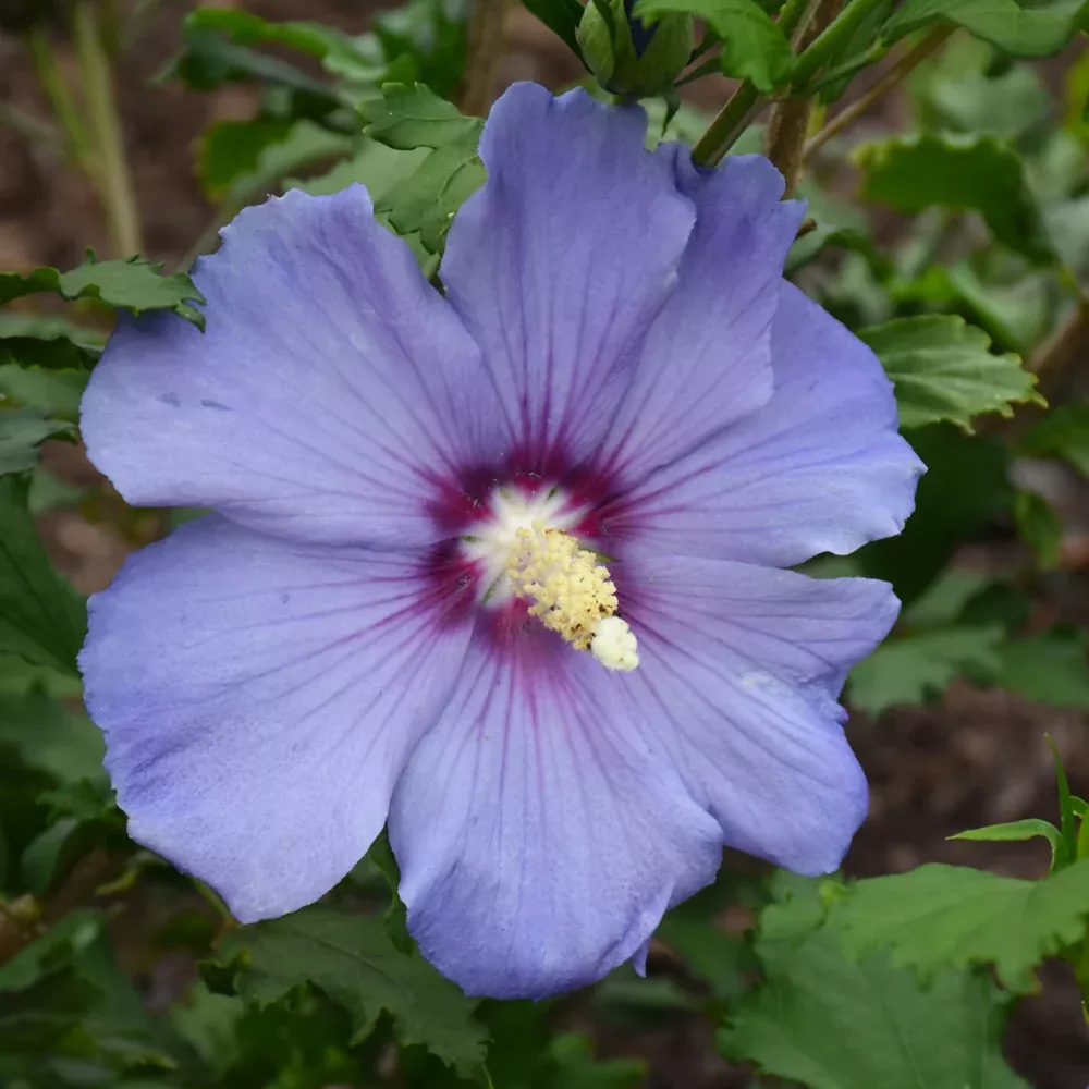 Azurri Satin Rose of Sharon