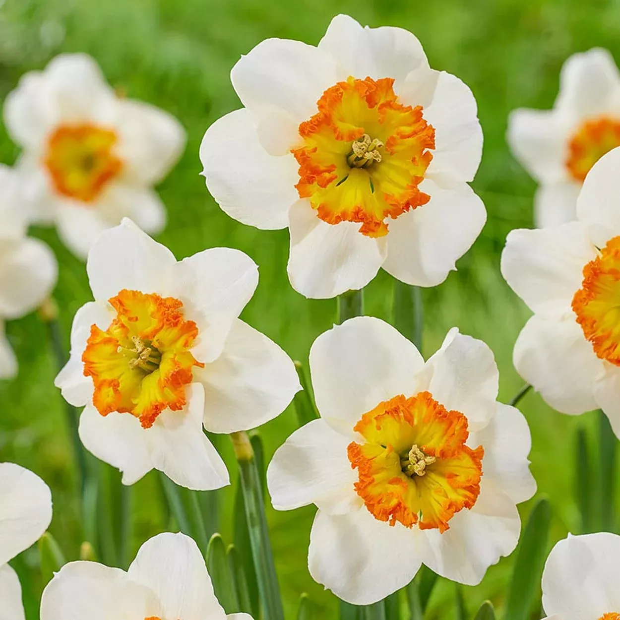 Bésame Mucho Daffodil