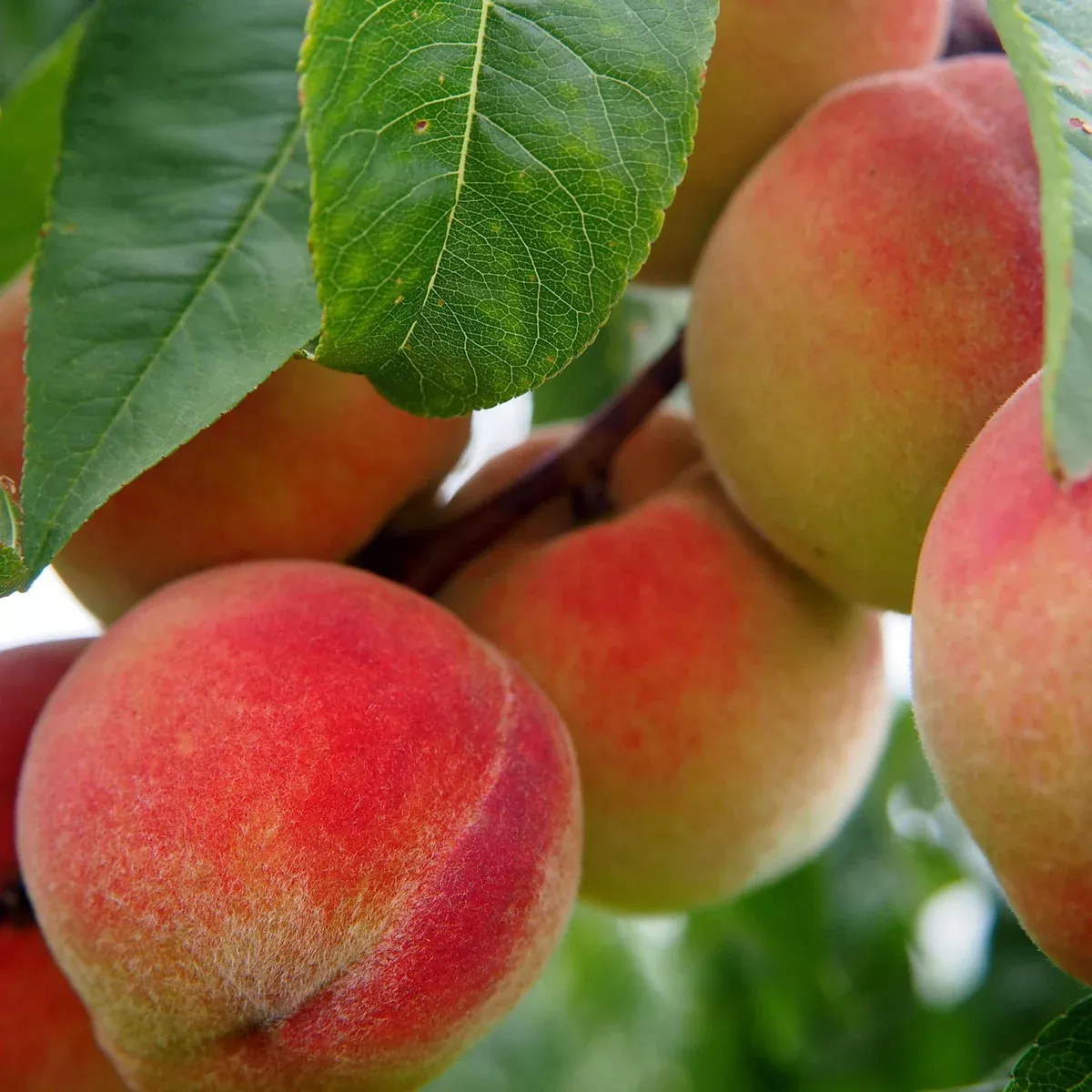 Babcock Peach