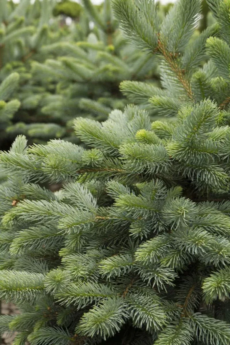 Baby Blue Eyes Spruce