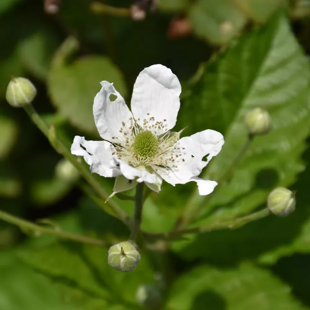 Baby Cakes Blackberry