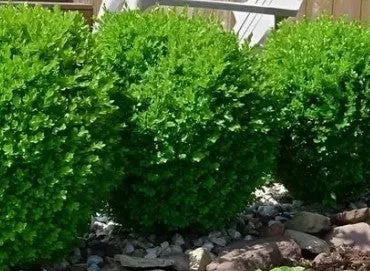 Baby Gem Boxwood