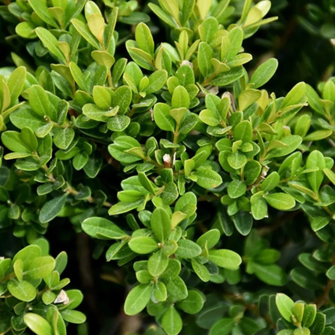 Baby Jade Boxwood