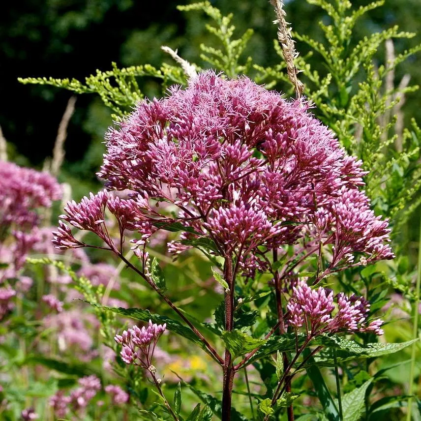 Baby Joe Coastal Plain Joe Pye Weed
