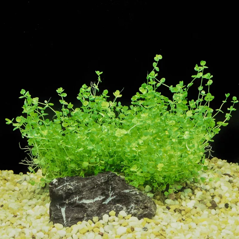 Baby Tears (Micranthemum umbrosum) – Delicate Carpet Plant for Aquariums & Terrariums