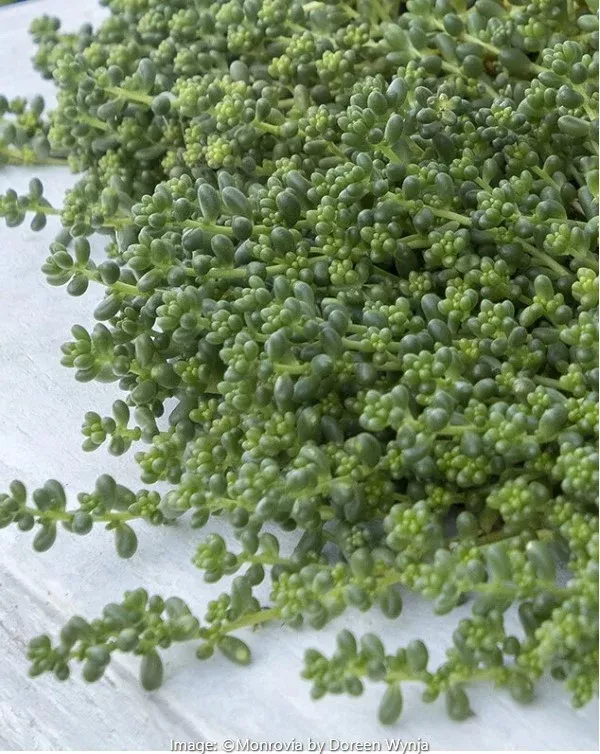 'Baby Tears' Stonecrop