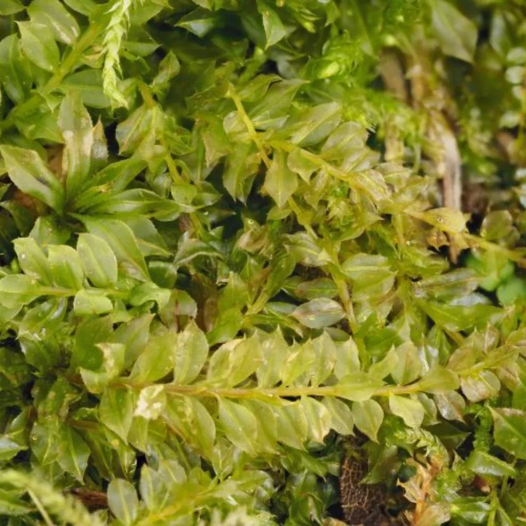Baby Tooth Moss (Plagiomnium cuspidatum) – Live Moss for Terrariums, Vivariums, and Aquascaping