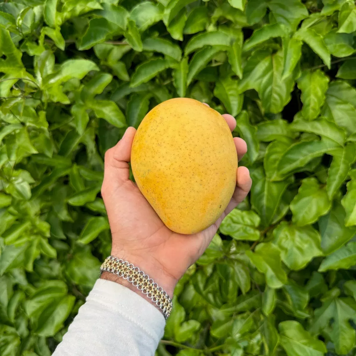 Badami (Banginapalli) Mango *Pre-Order*