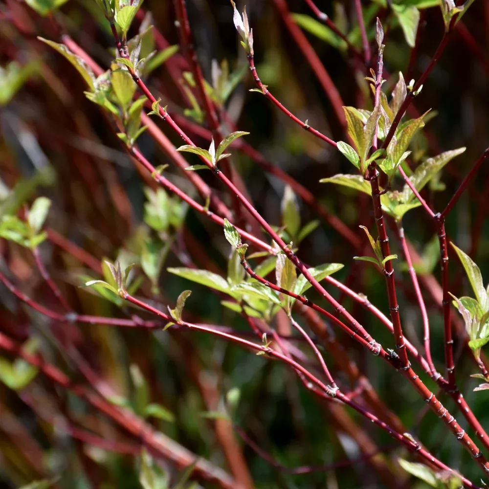 Bailey's Red Twig Dogwood