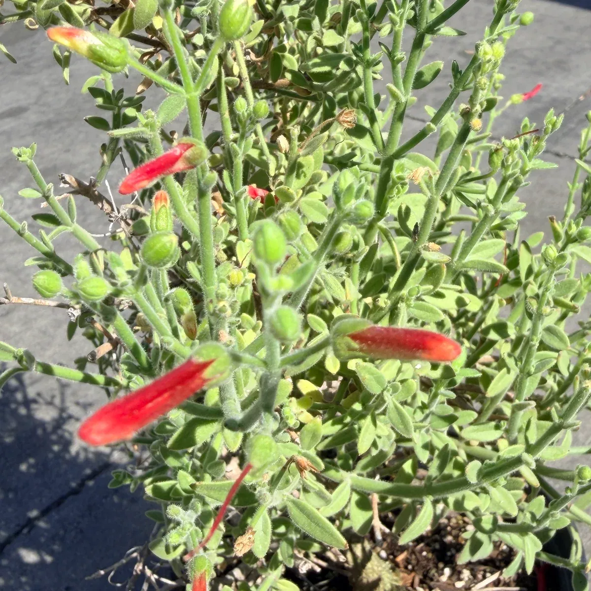 Baja Bush Snapdragon