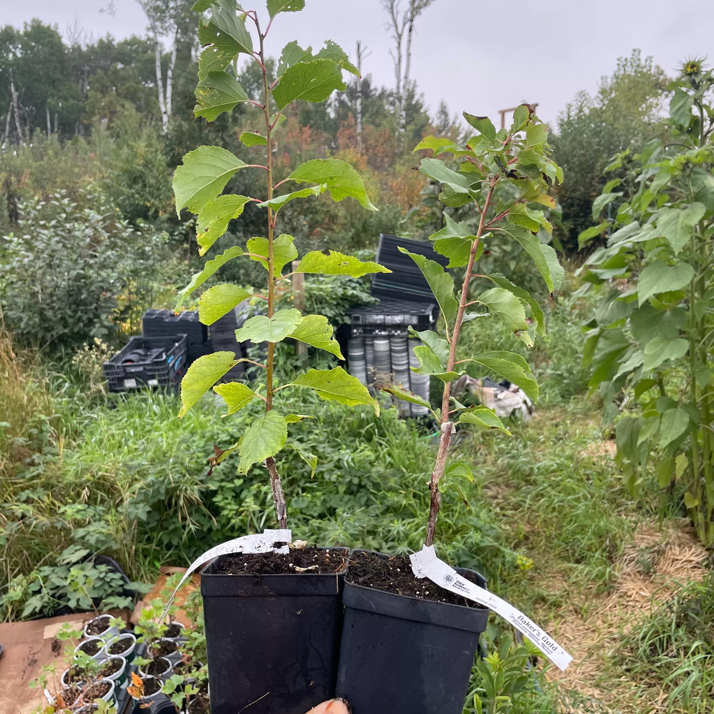 Baker's Gold Apricot Tree