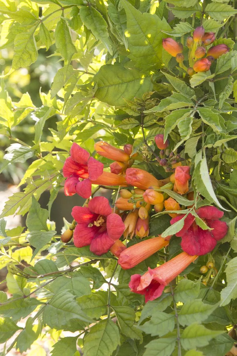 Balboa Sunset Trumpet Vine