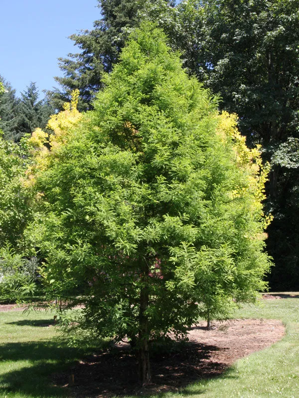 Bald Cypress Tree