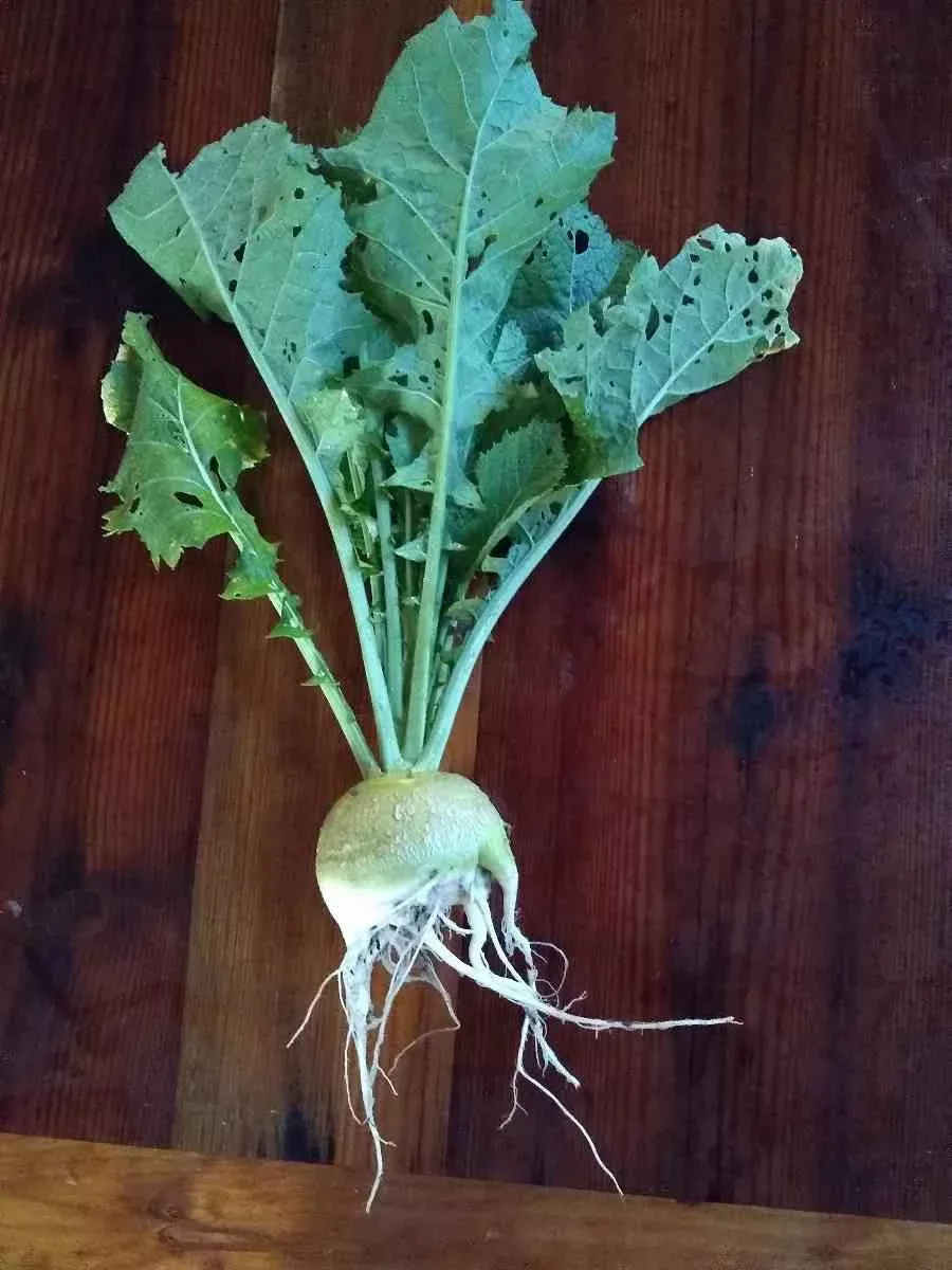 Bald Head Mustard