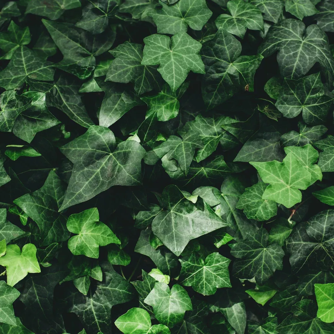 Baltic Hedera Ivy Plant Plug (Hedera helix) – Hardy, Fast-Growing Ivy, Perfect for Vertical Gardens & Ground Cover