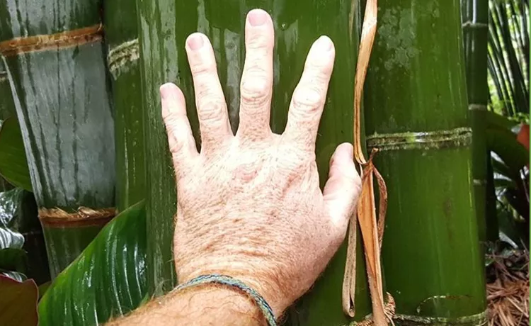 Bamboo: Giant Burmese (Tre khổng lồ)