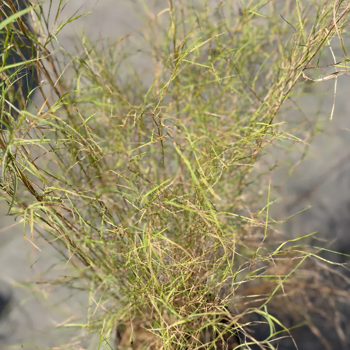Bamboo Muhly