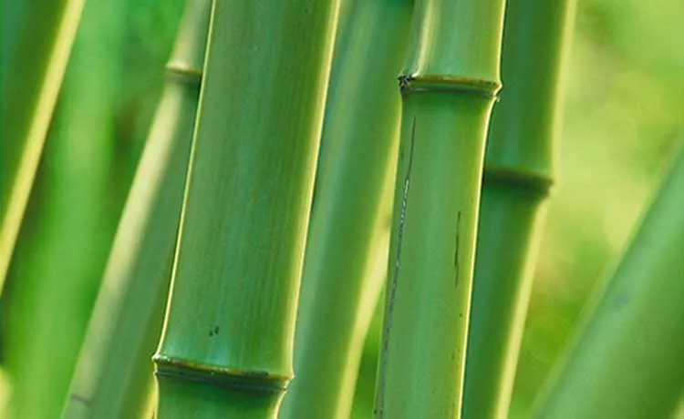 Bamboo: Oldhamii