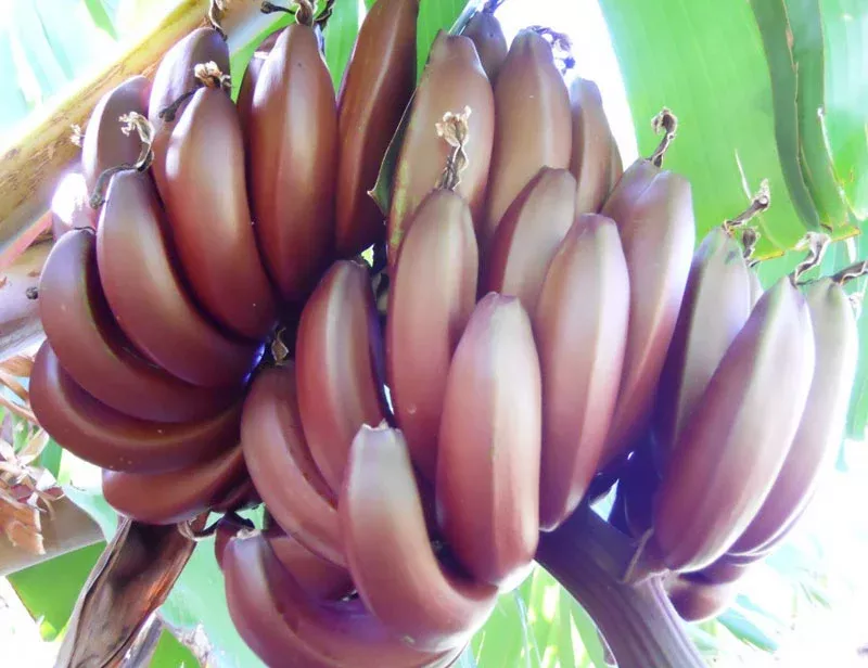Banana Plant 'Dwarf Red'