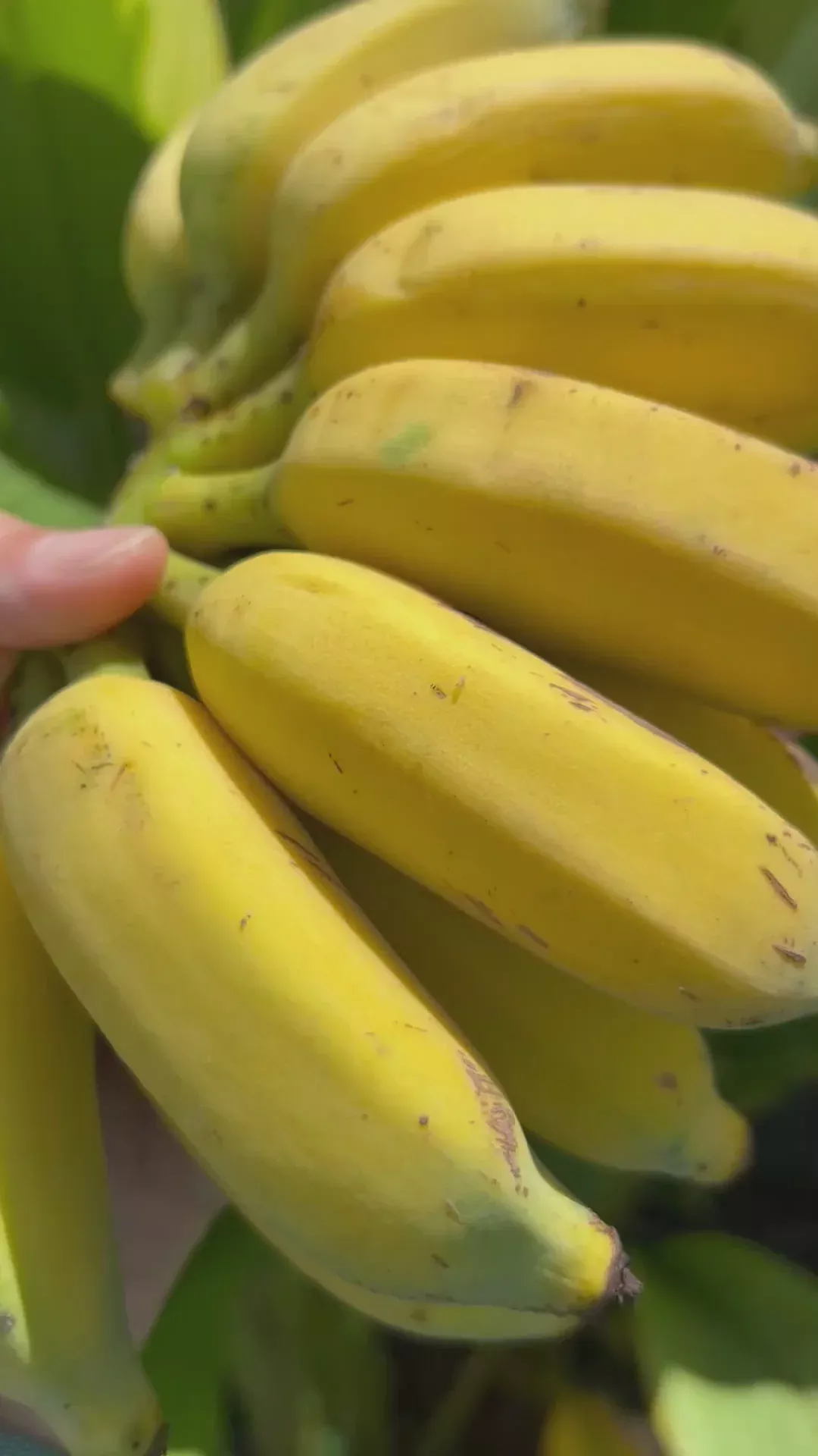 Banana Plant 'Tall Namwa'