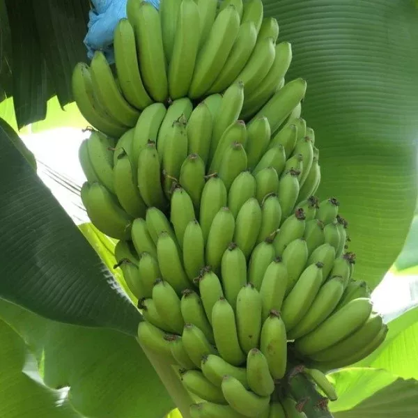 Banana Sumatrana x Cross